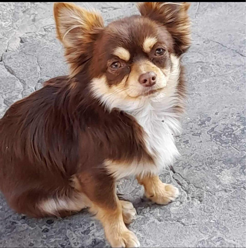 Chihuahua