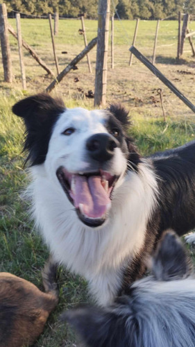 Cachorros Border Collie Blue Merles
