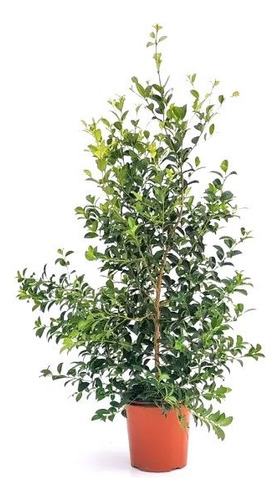 Planta Eugenia - 220 Cm De Altura - Ideal Para Cerco Pronto