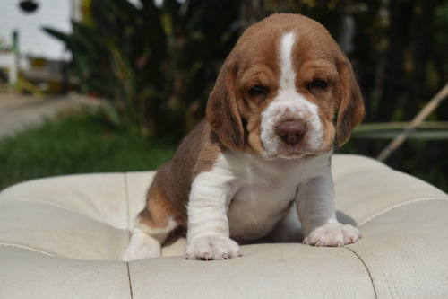 Cachorros Beagle. Criadero De Beagle Paraíso