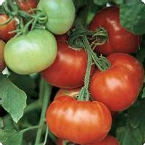Semillas De Tomate Para Huerto - Híbrido Super Fantástico - 