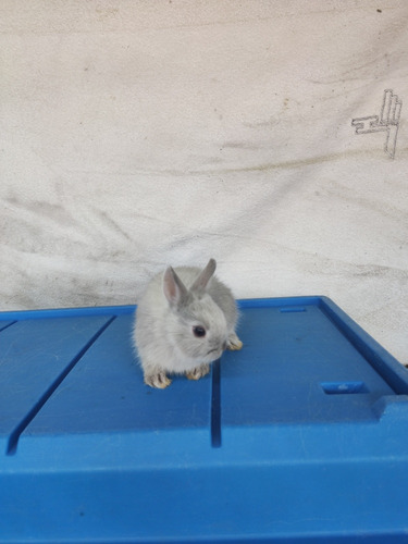 Hermoso Conejo Enano
