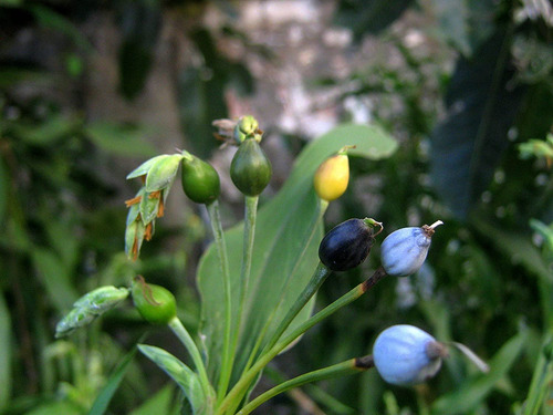 Semillas Lágrimas De San Pedro Planta Rara Exótica