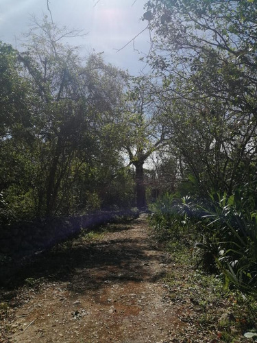 Imagen 6 de 8 de Terreno En Venta En Valladolid Con Cenote E Zona De Grandes Desarrollos 32 Hectáreas