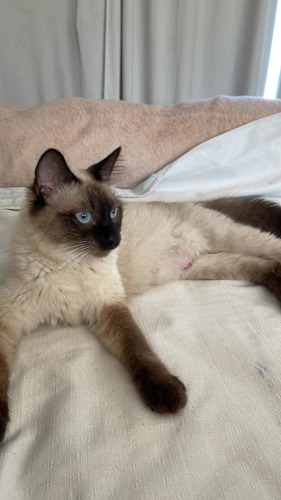 Siameses Blue Point Machos Ya Buscan Home Tres Meses Mza