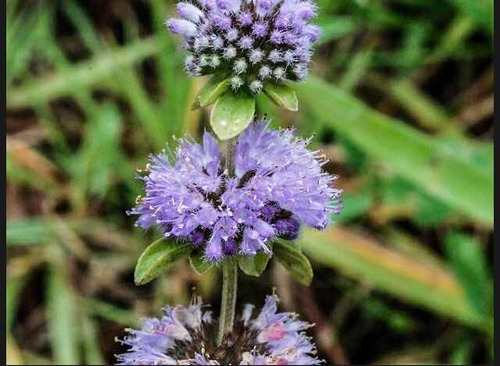 Planta De Menta Poleo ( Mentha Pulegium)medicin-aromat-ornam