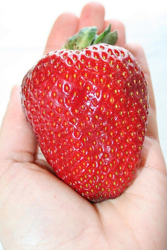 Imagem 1 de 7 de 20 Sementes De Morango Gigante Frutas Fruta Para Mudas