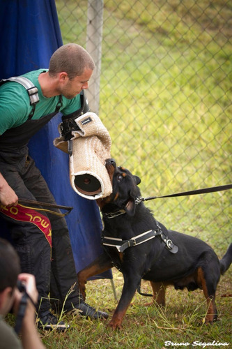 Filhotes De Rottweiler Pais Importados Da Europa