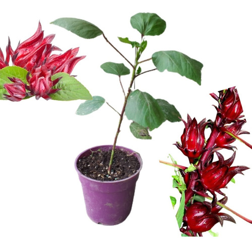 Plantas De La Flor De Jamaica | Cuotas sin interés