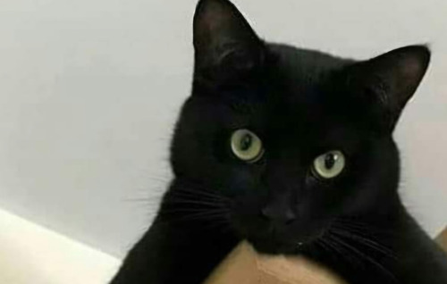 Gatinha Angorá X Siamês 5 Meses Fêmea Preta Azul Castrada