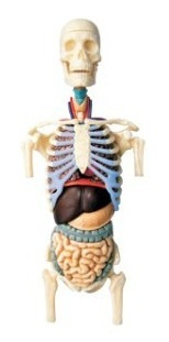 Imagen 2 de 4 de 4d Vision Human Anatomy Modelo Torso Humano Medio 26083