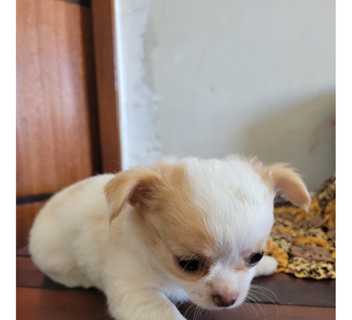 Lindos Filhotes De Chihuahua Disponíveis