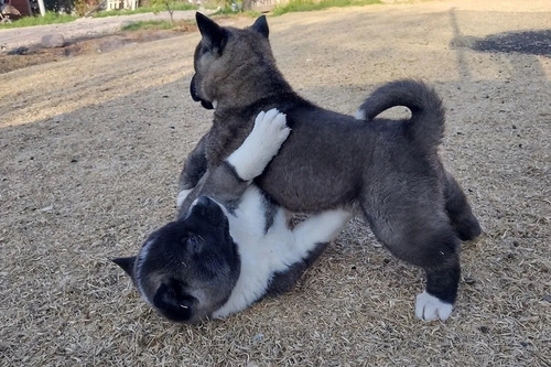 Imagen 3 de 3 de Cachorros Akita Americano 350 Por Cada Perrito