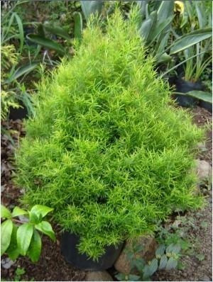100 Sementes De Eugenia Sprengelii