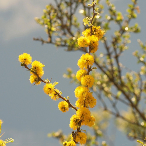 Espinillo / Aromito - Acacia Caven - 4l