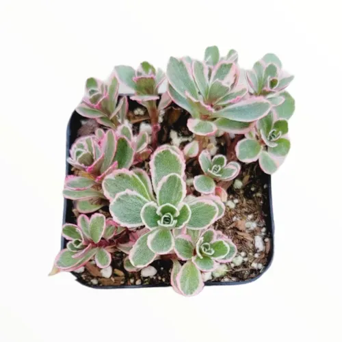 comprar Muda Suculenta Sedum Tricolor - Rosinha 