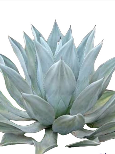 1 Muda De Agave Azul