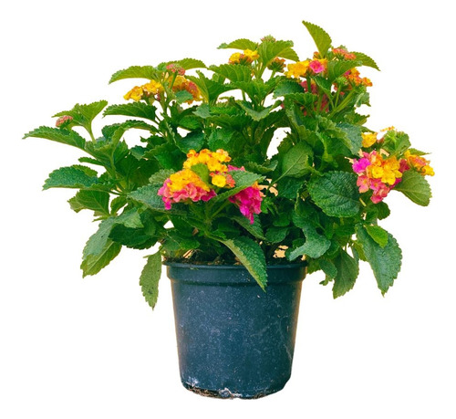 Lantana Bandera Española Planta