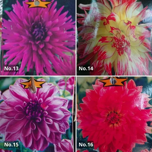 Bulbos De Dalias Importadas Green Online Vivero