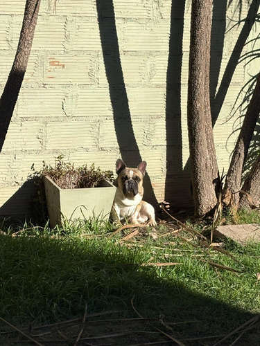 Servicio De Stud Bulldog Frances