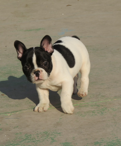 Bulldog Francés, 2 Meses,1 Macho 1 Hembra Entrega Inmediata