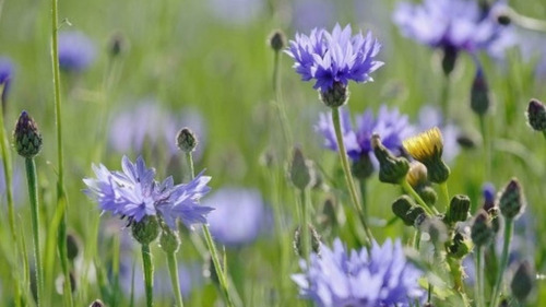 Sementes De Centáurea Cyanus Sortida Flor