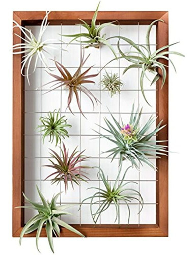 Mkono Air Plant Holder Tillandsia Wall Display Frame 16 PuLG