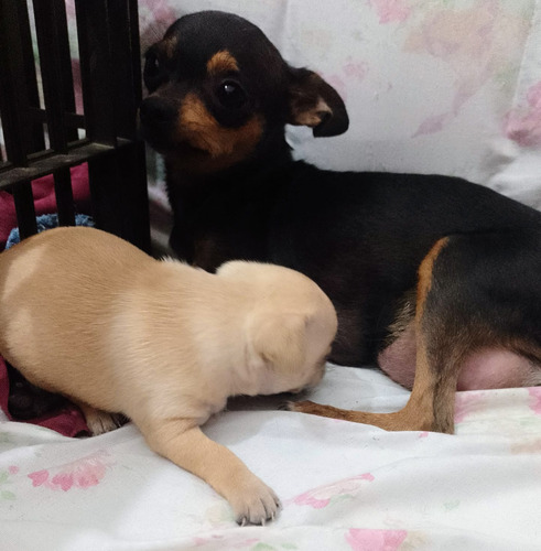 Cachorros Chihuahua Puros Unas Bellezas 