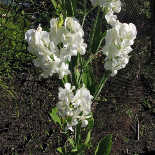 5 Semillas Arvejilla De Olor Blanca - Guisante De Olor
