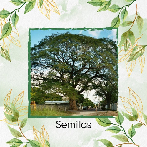 3 Semillas De Árbol Orejero