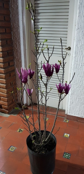 Planta Magnolia Purpura | MercadoLibre ?