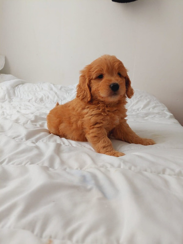 Goldendoodle F1