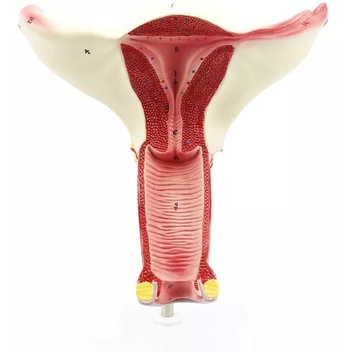 Aparato Reproductor Femenino Órganos Interno Modelo Anatomía