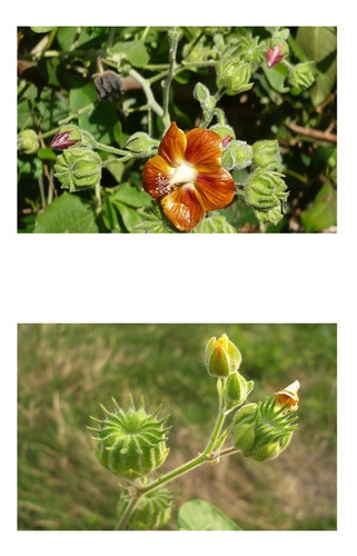 Imagem 2 de 9 de Abutilon Bronze-ouro Auritum Flor Hibisco Sementes Pra Mudas