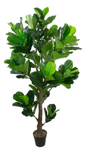 Planta Ficus Lyrata Grande + Envío Gratis