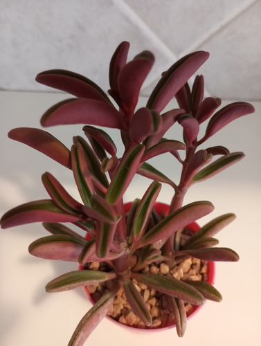 Peperomia Graveolens-peperomia Ruby Glow