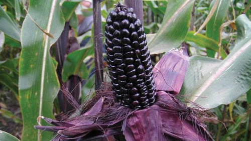 Imagem 7 de 7 de Milho Roxo Peruano - 30 Sementes Para Mudas - Preto Inca