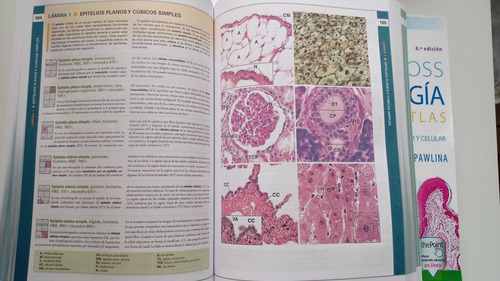 Histología Ross 8va