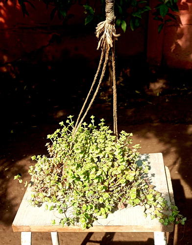 Maceta Colcante Suculenta Crassula Pellucida