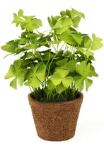 Comprar Floristrywarehouse Trébol Oxalis De Trébol Verde De Seda Sin