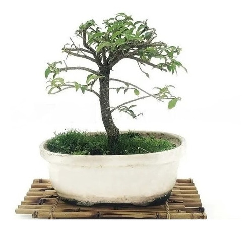 Bonsai Planta Malpighia O Acerola 10 Años 30cm En Maceta N3