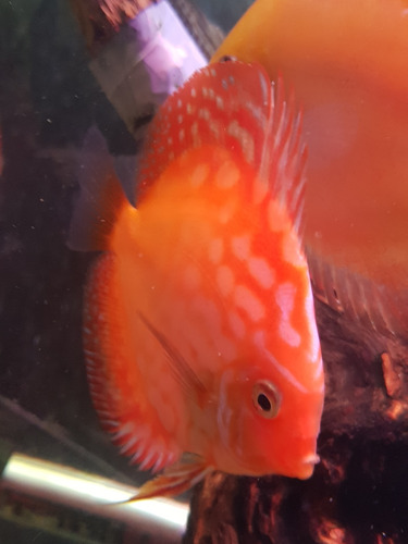 Pez Discus Marl Boro 8 Cm 