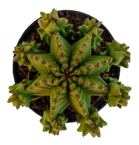 Imagen 1 de 3 de Cactus Suculenta Euphoria Anoplia Raro Exótico Coleccionable