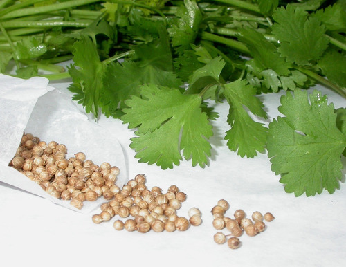 Semillas Para Cultivo De Cilantro Organicas Ideal Huerta