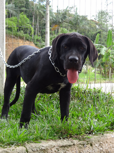 Filhotes De Cane Corso