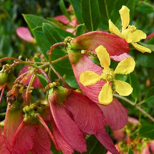 Sementes De Mariposita Borboletinha Heteropterys Glabra Flor