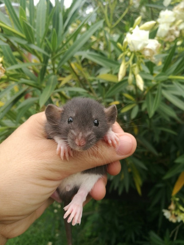 Ratas Dumbo