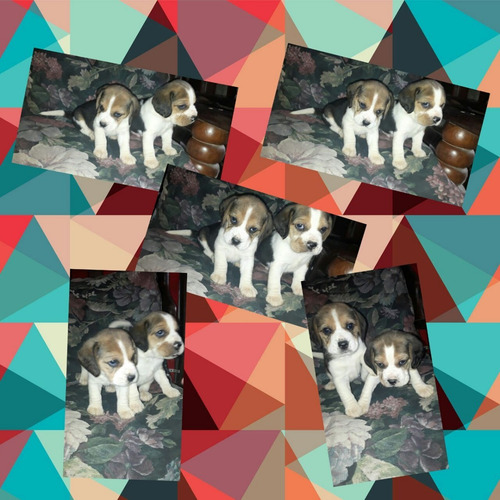 Cachorro Beagle