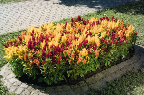 Rabo De Galo Mix Celosia Plumosa Flor Sementes Para Mudas | MercadoLivre