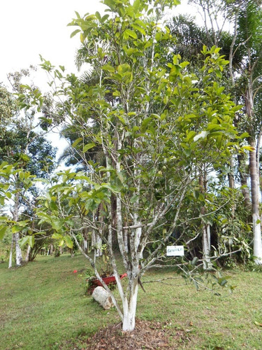 Imagem 5 de 14 de Chácara Com 3 Lagos 4.700 M² Piscina Pomar Campo De Futebol
